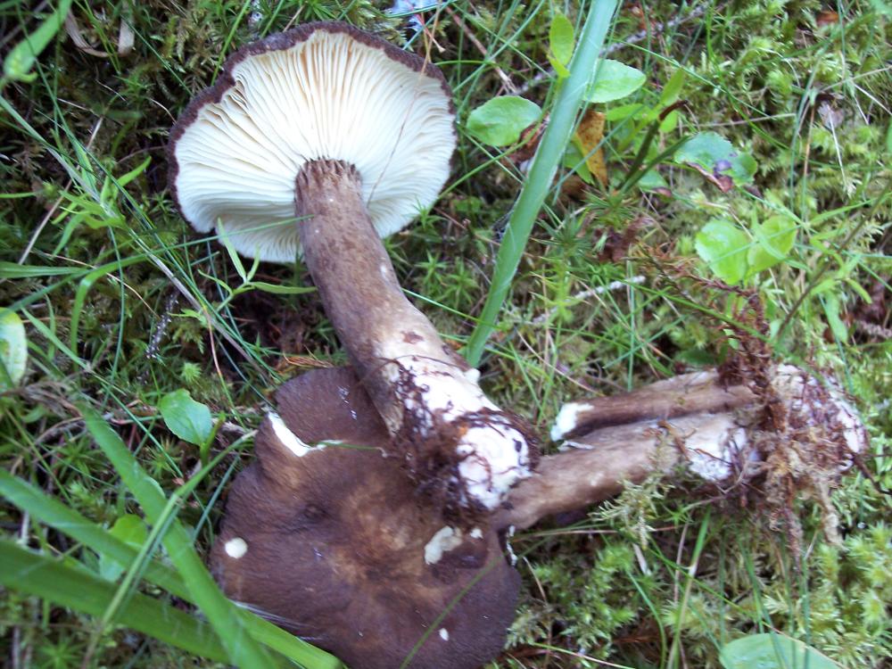 Finalmente funghi in valle (aosta)